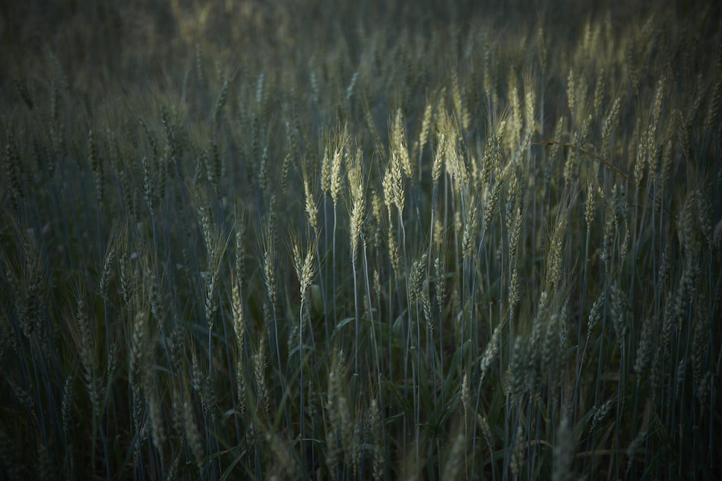 Soft Sunset