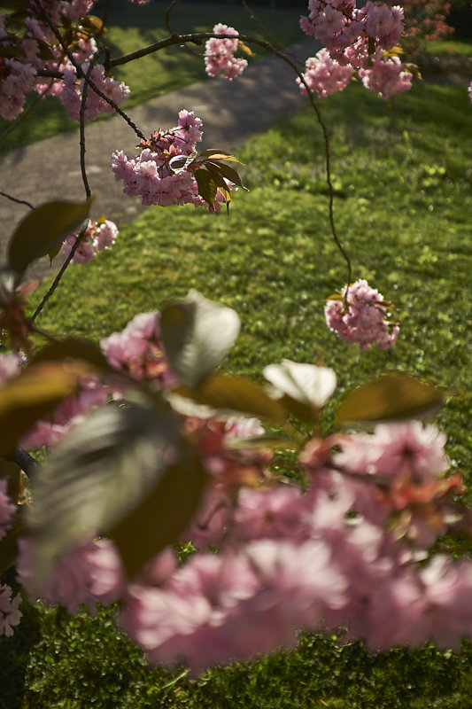 Hanami